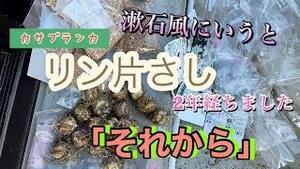 漱石風にいうと、カサブランカのりん片挿し２年経ちました！「それから」！！