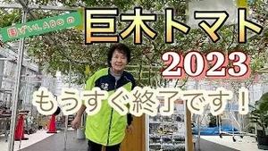 園芸LABOの巨木トマト2023！もうすぐ終了です！！