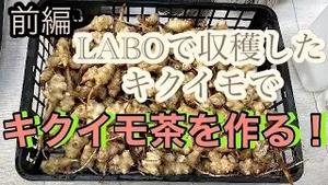 LABOで収穫したキクイモでキクイモ茶を作る！