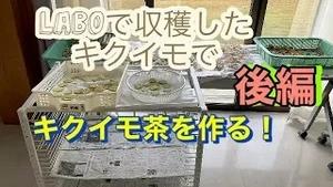 LABOで収穫したキクイモでキクイモ茶を作る！(後編)