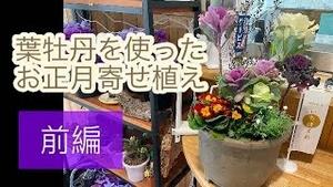 葉牡丹を使ったお正月寄せ植え　[前編]