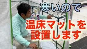 寒いので、温床マットを設置します！