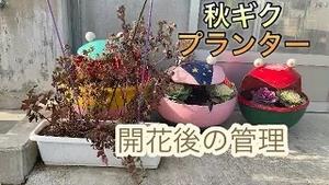 秋ギクプランター、開花後の管理