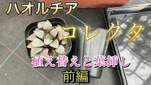  ハオルチアのコレクタ、植え替えと葉挿し 前編