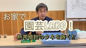 お家で園芸LABO! 2024年特別企画!! 熱帯植物のタネを播く‼︎