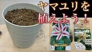 ヤマユリを植えよう！