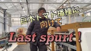 巨木トマト播種に向けて、Last spurt！