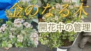 金のなる木 開花中の管理！