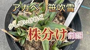 アガベ　笹吹雪！少し早いけれど、株分け！！前編