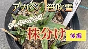 アガベ　笹吹雪！少し早いけれど、株分け！！後編