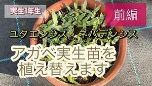 実生一年生! ユタエンシス・ネバデンシス アガベ実生苗を植え替えます!! 前編