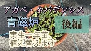 実生一年生! ユタエンシス・ネバデンシス アガベ実生苗を植え替えます!! 後編