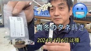 アガベ、真冬のタネ蒔き！2024年1月6日播種！！