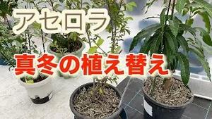 アセロラ、真冬の植え替え！