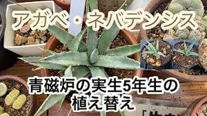 アガベ・ネバデンシス、「青磁炉」の実生5年苗の植え替え