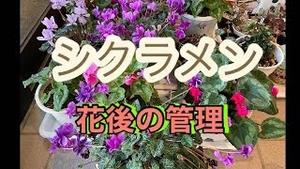 シクラメン、開花後の管理！