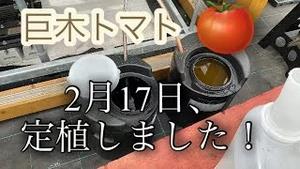 巨木トマト、2月17日に定植しました！