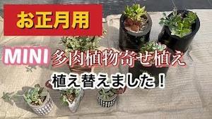 お正月用のMINI多肉植物寄植え、植え替えました！