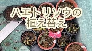 ハエトリソウの植え替え