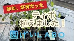 昨年、好評だったティポ、植えました！