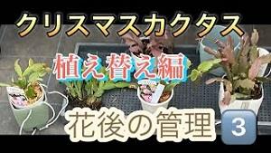 クリスマスカクタス 花後の管理3️⃣ 植え替え編