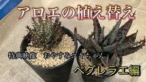 アロエの植え替え ペグレラエ編