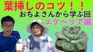 多肉植物(エケベリア)! 葉挿しのコツ学びます!!