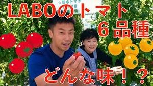 【収穫体験】LABOのトマトってどんな味!?