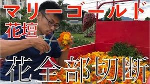 マリーゴールドの花、、全部切ります。。。