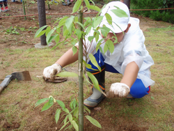 植樹の様子２