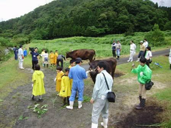 牛との触れ合い