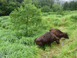 草を食む牛