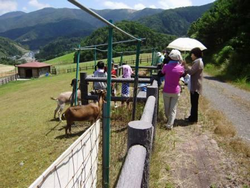 山羊との触れ合い