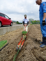 定植作業