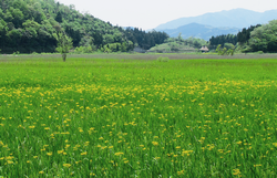 中池見の春