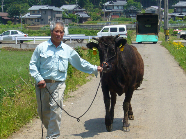 敦賀から若狭牛の受入れ