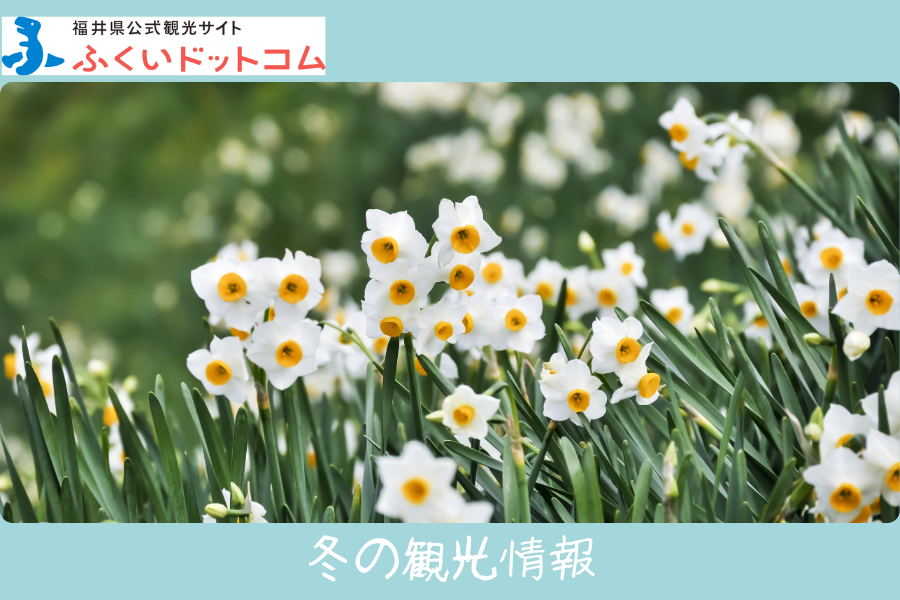 福井県公式観光サイト ふくいドットコム