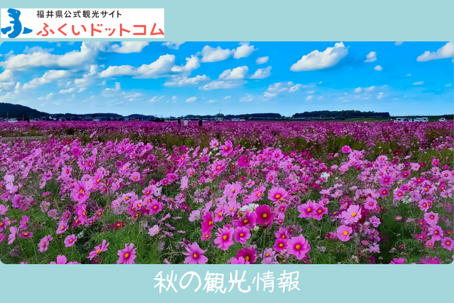福井県公式観光サイト ふくいドットコム
